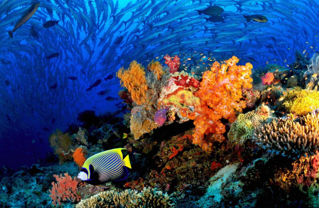 World Class Scuba Diving of Sipadan 1 https://www.scubadivermag.com/amazing-orca-encounter-at-sipadan/