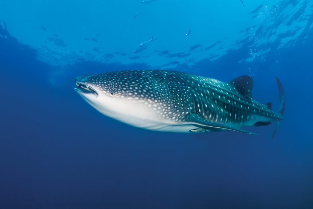 Whaleshark - Euro-Divers Vilamendhoo Island