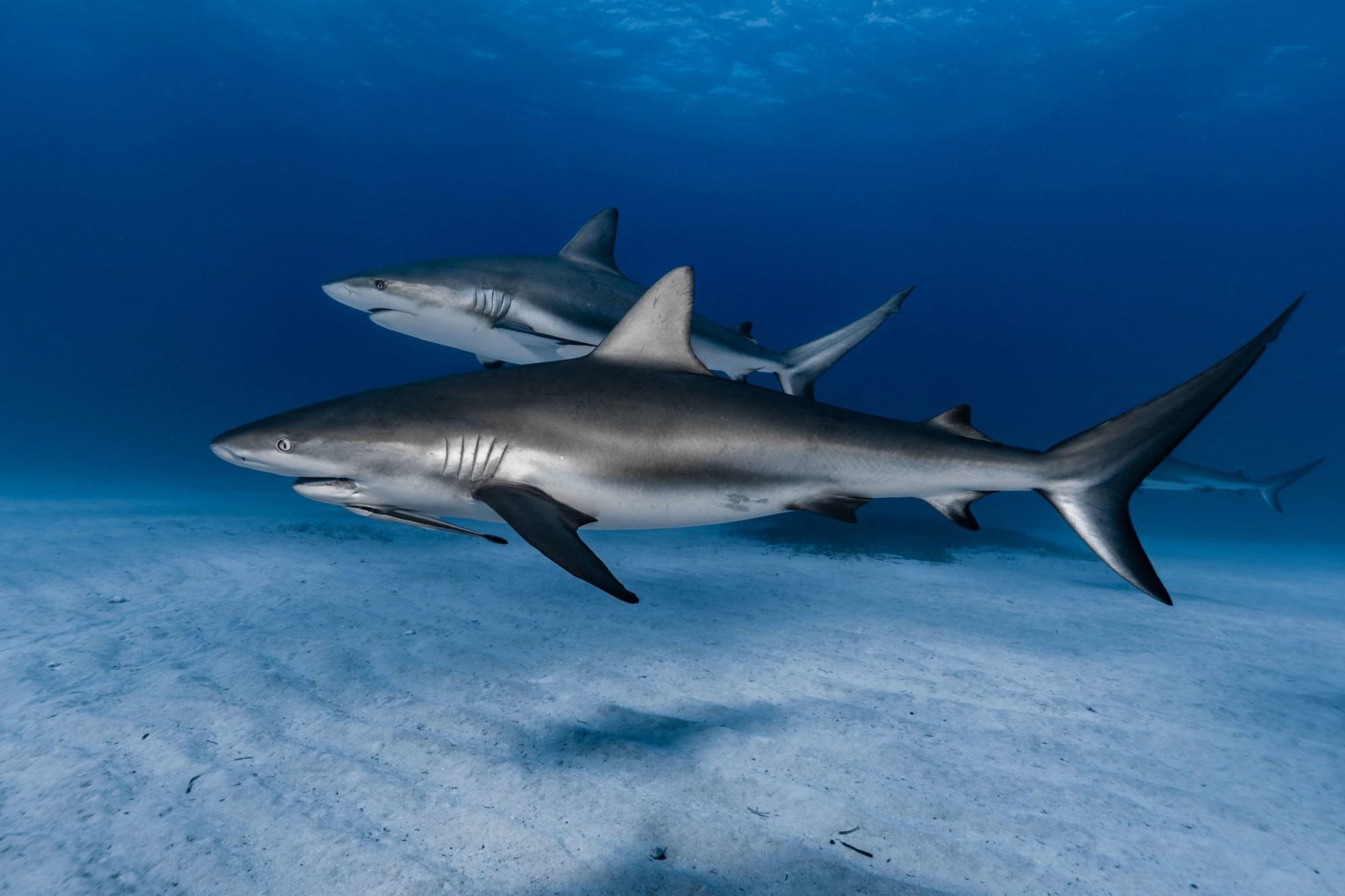 Scuba Diving Bahamas Shark Diving