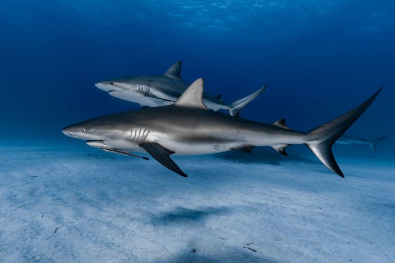Scuba Diving Bahamas Shark Diving