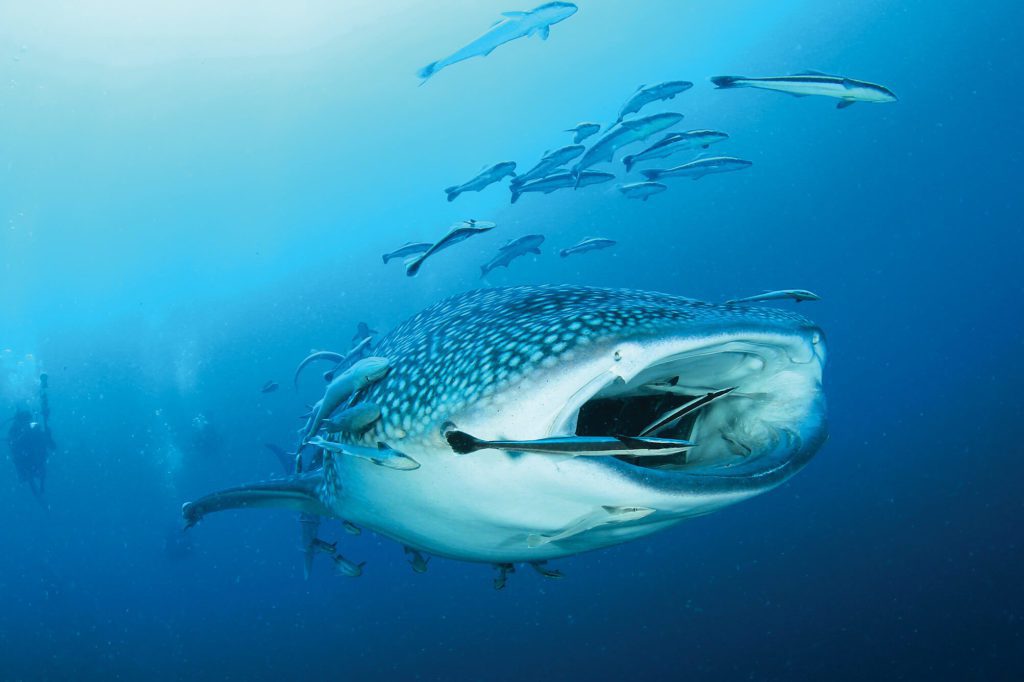 The Deep South of the Maldives 3 Whaleshark Diving