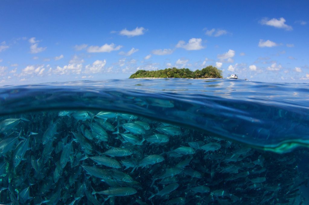 World Class Scuba Diving of Sipadan 2 https://www.scubadivermag.com/amazing-orca-encounter-at-sipadan/