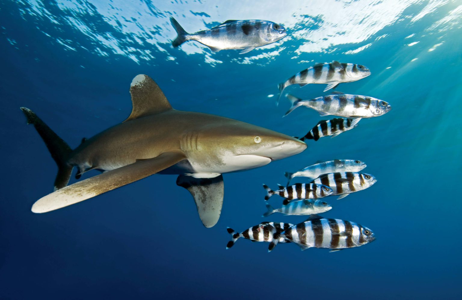Shark - Euro-Divers Red Sea