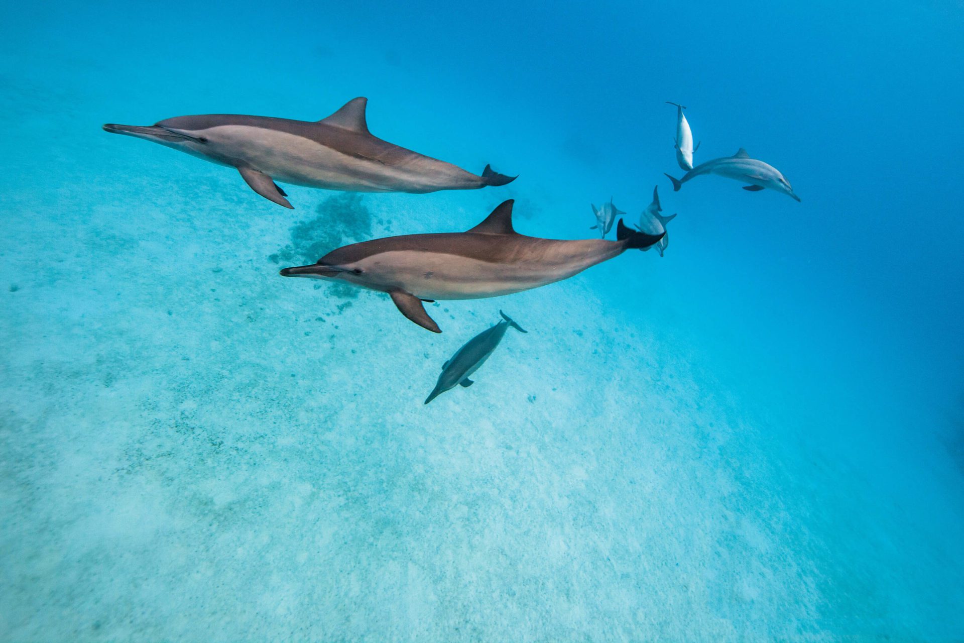 Dolphines - Dune Red Sea