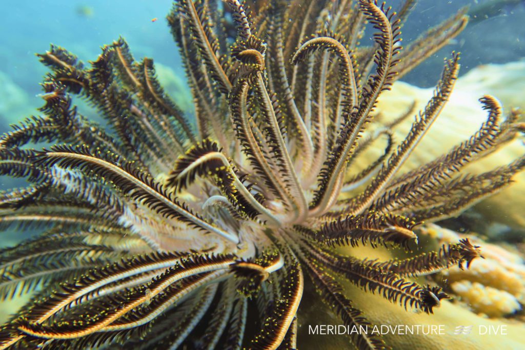 Feather Starfish the Raja Ampat Creature Feature