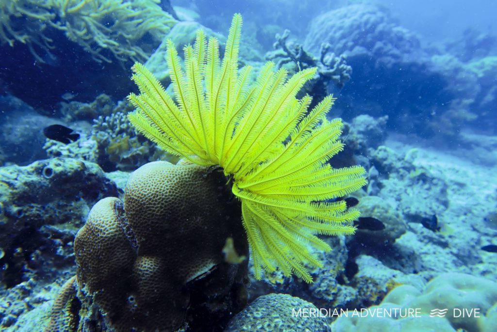 Feather Starfish the Raja Ampat Creature Feature