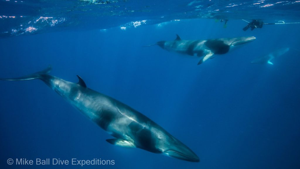 Magnificent Minke Whales