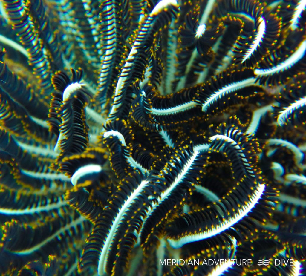 Feather Starfish the Raja Ampat Creature Feature