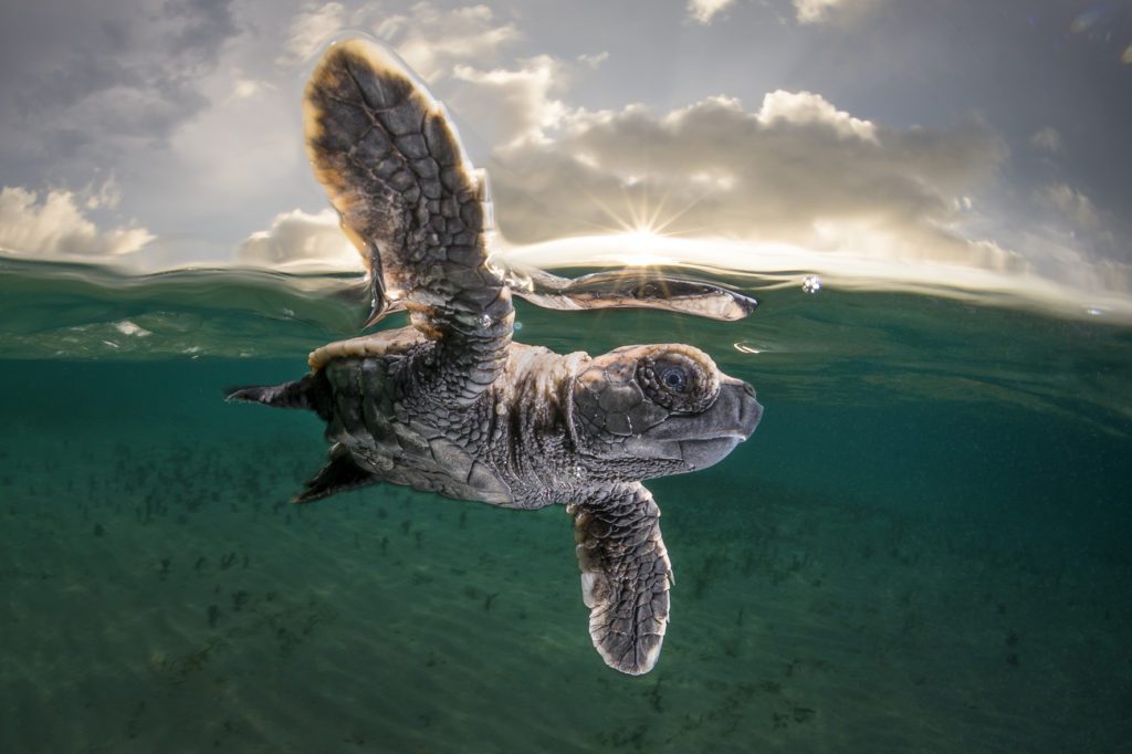 Final chance to enter Ocean Photographer of the Year 2 Ocean Photographer of the Year