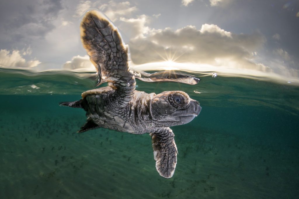 Ocean Photographer of the Year