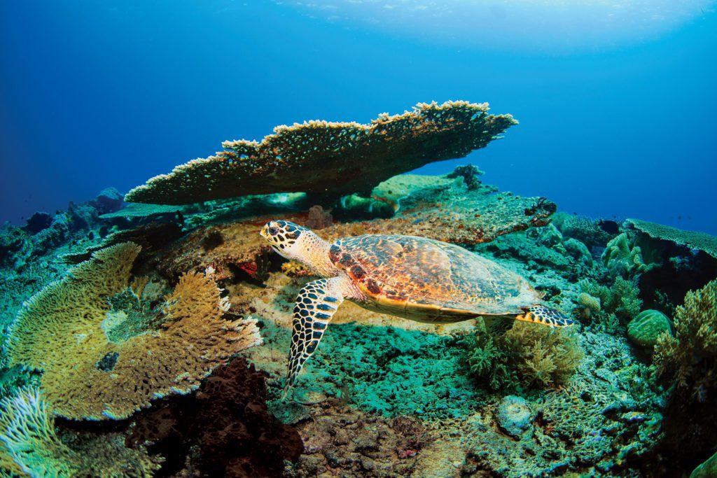 Turtle - Meridian Adventure Dive Resort