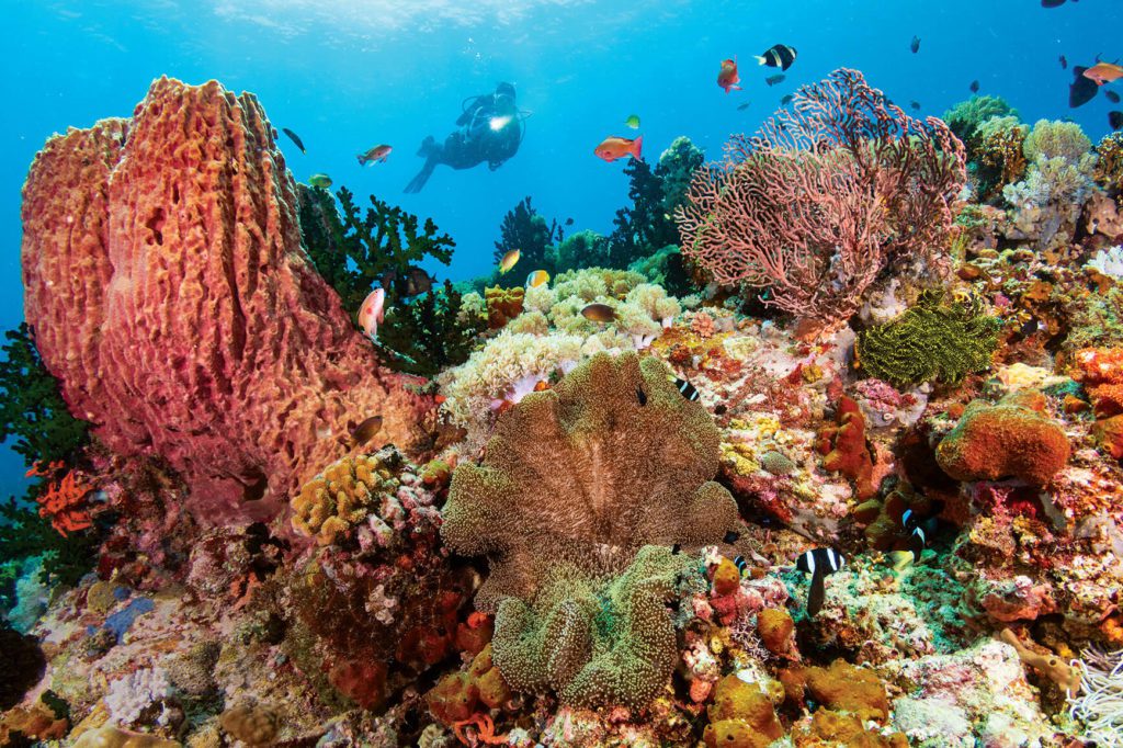 Anilao Sombrero Reef Scene - Scuba Diving In The Philippines