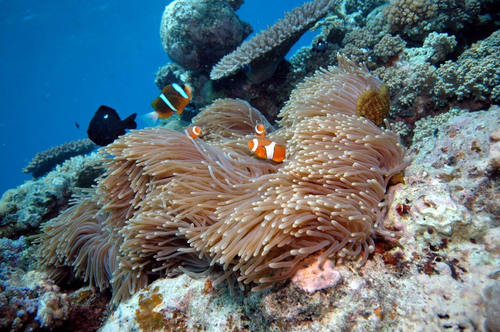 Great Barrier Reef New Reef Magic Pontoon
