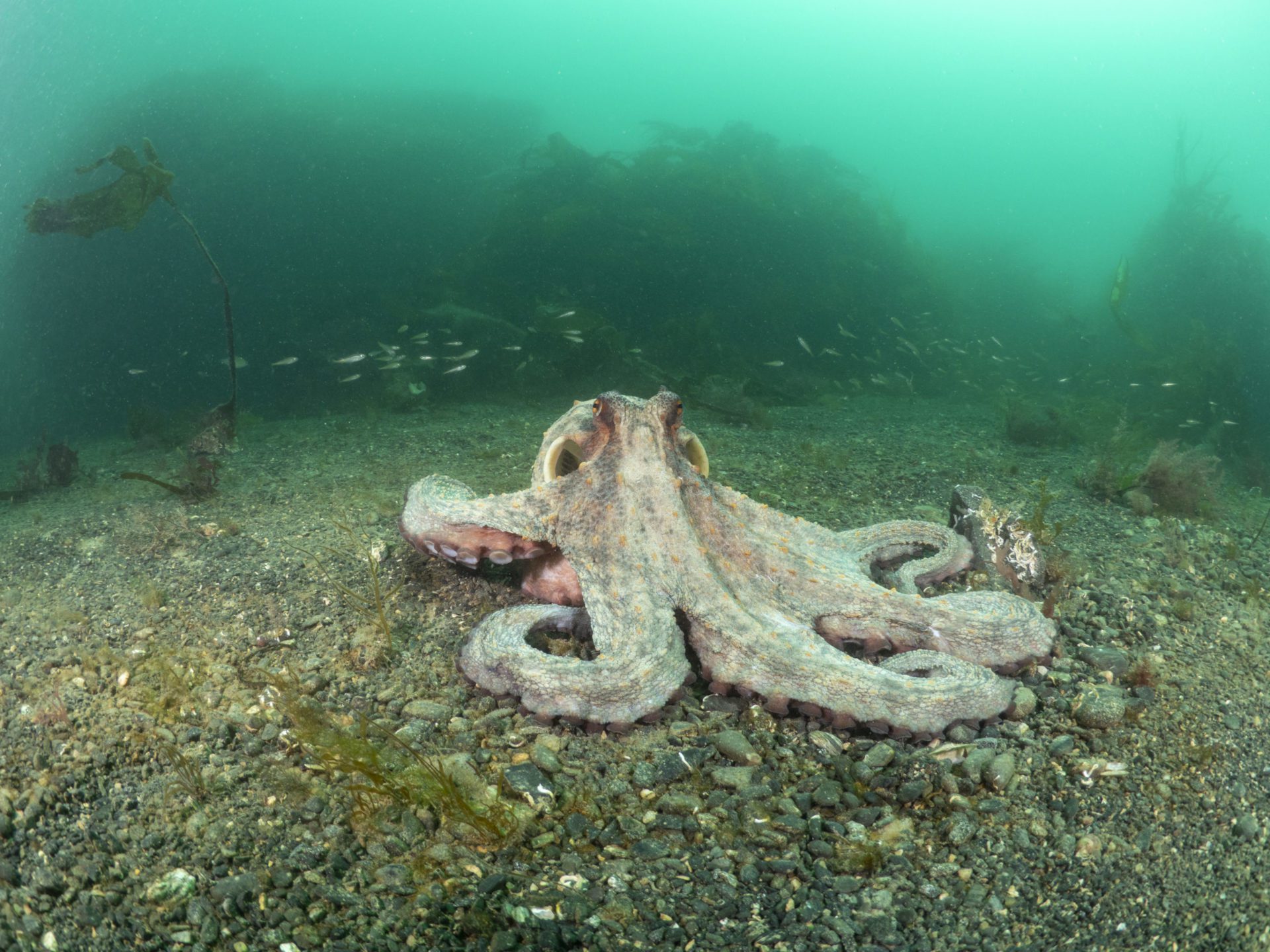 Common Octopus in open water