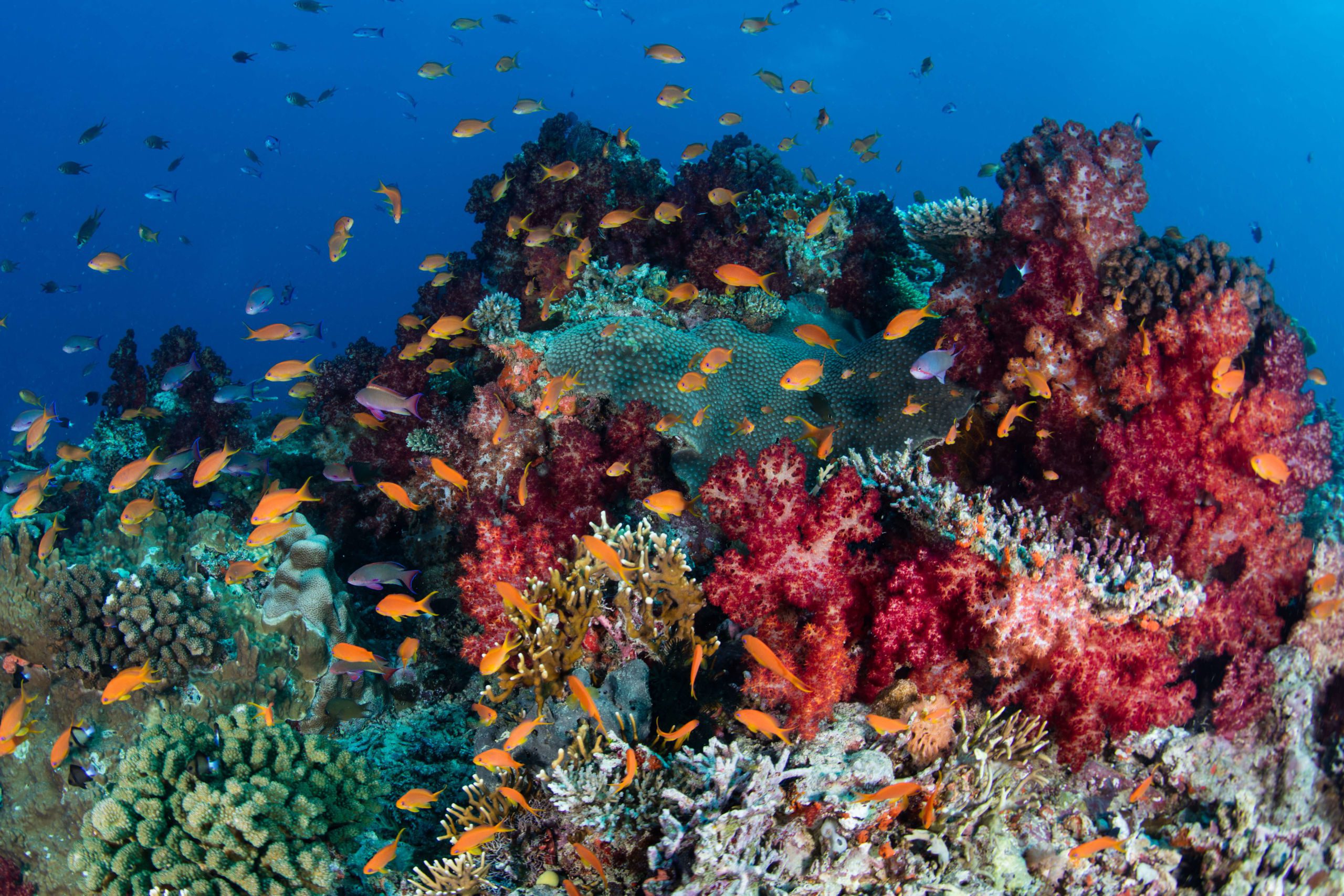 Best Places For Scuba Diving in Micronesia and the Pacific Ocean 4 Fiji - Scuba Diving Micronesia and the Pacific Ocean