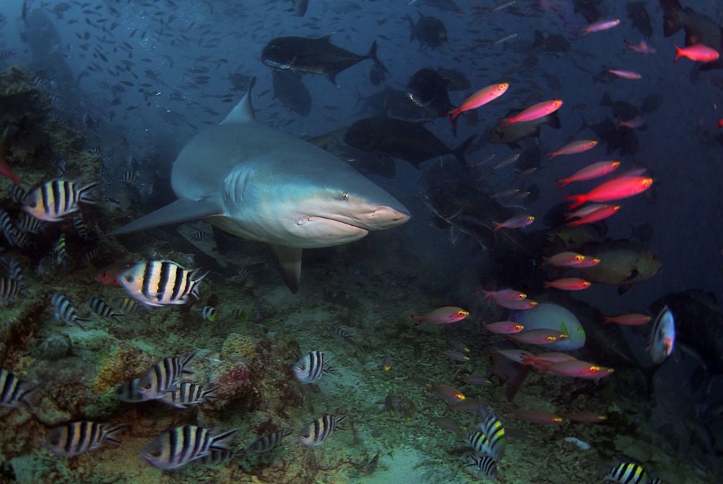 Where is the best scuba diving in Fiji? 4 Bull Shark - Scuba Diving Micronesia and the Pacific Ocean