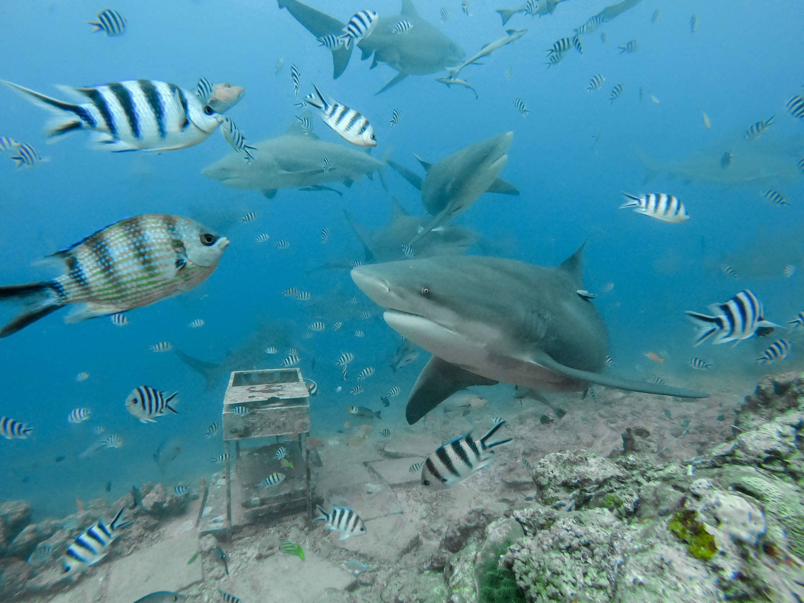 Shark Feeding - Scuba Diving Micronesia and the Pacific Ocean