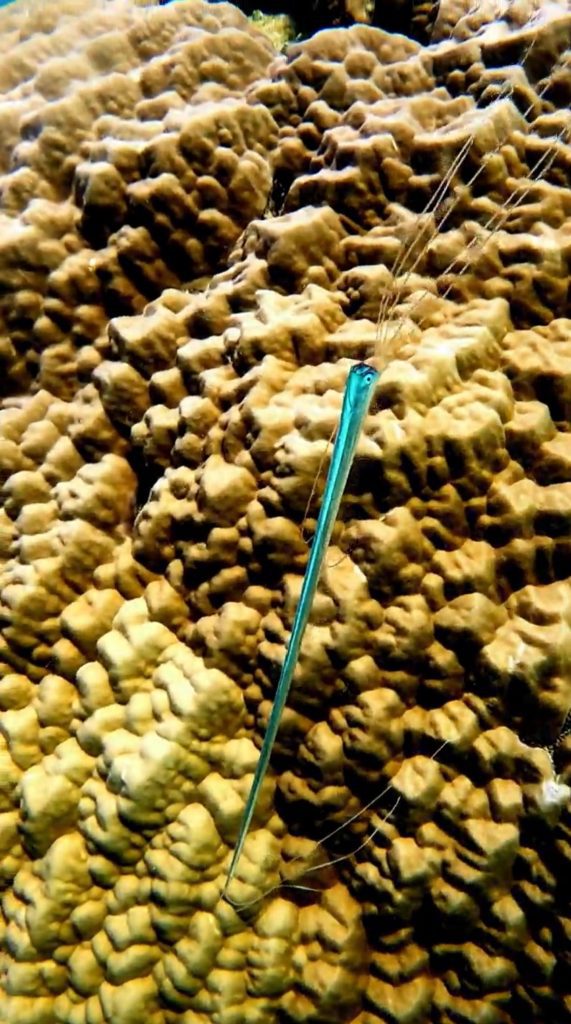 Rare Juvenile Oarfish Captured on Camera