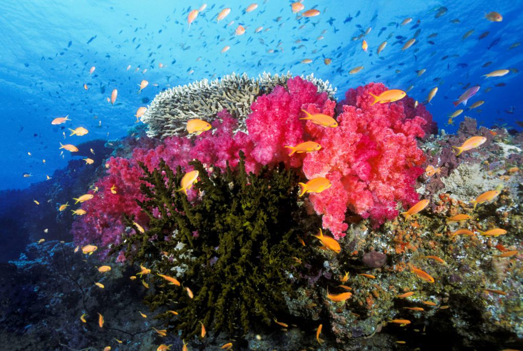 Vibrant Soft Coral - Scuba Diving In Fiji