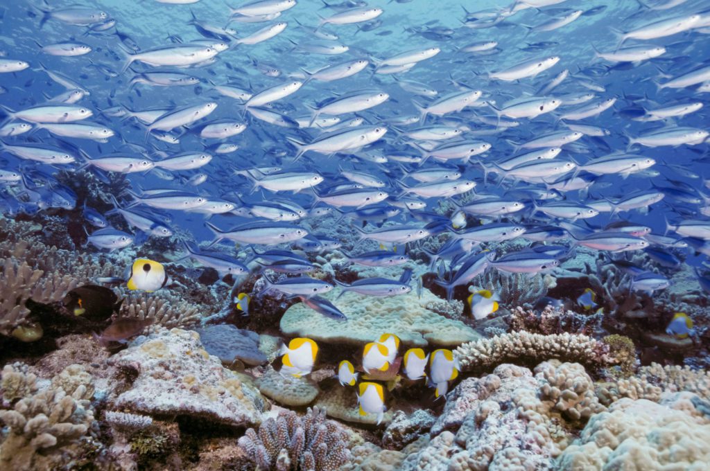 School of Fish - Scuba Diving In Fiji