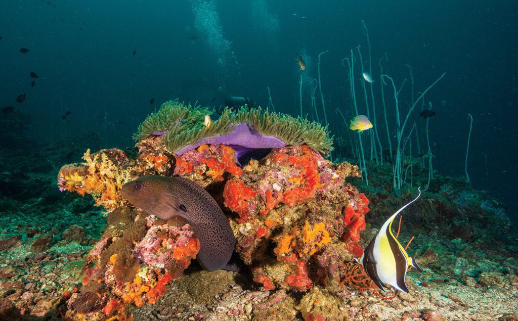 Best Places For Scuba Diving In Phuket 4 Moray Idol Anemone - Best Places For Scuba Diving In Phuket