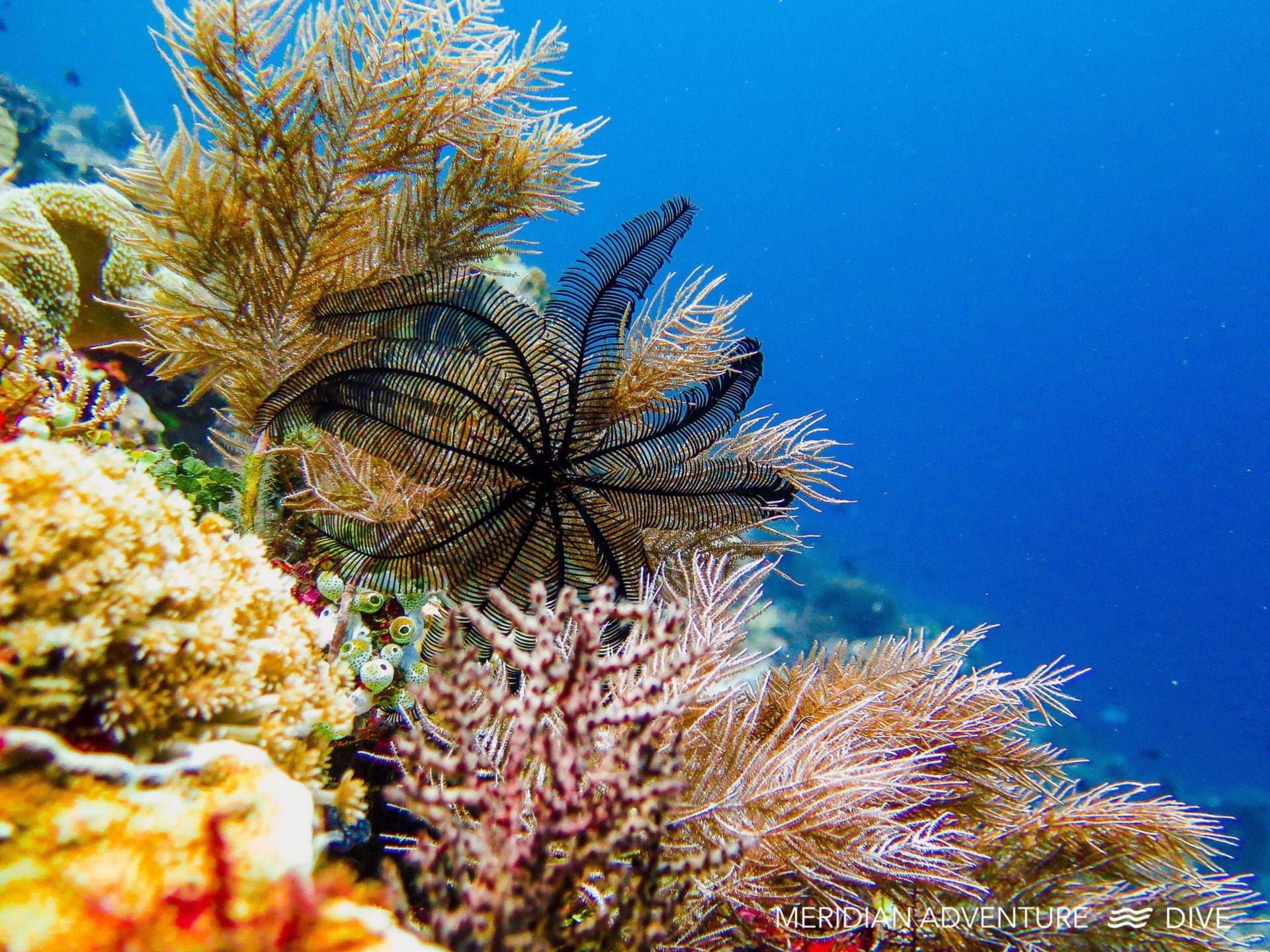 Feather Starfish the Raja Ampat Creature Feature