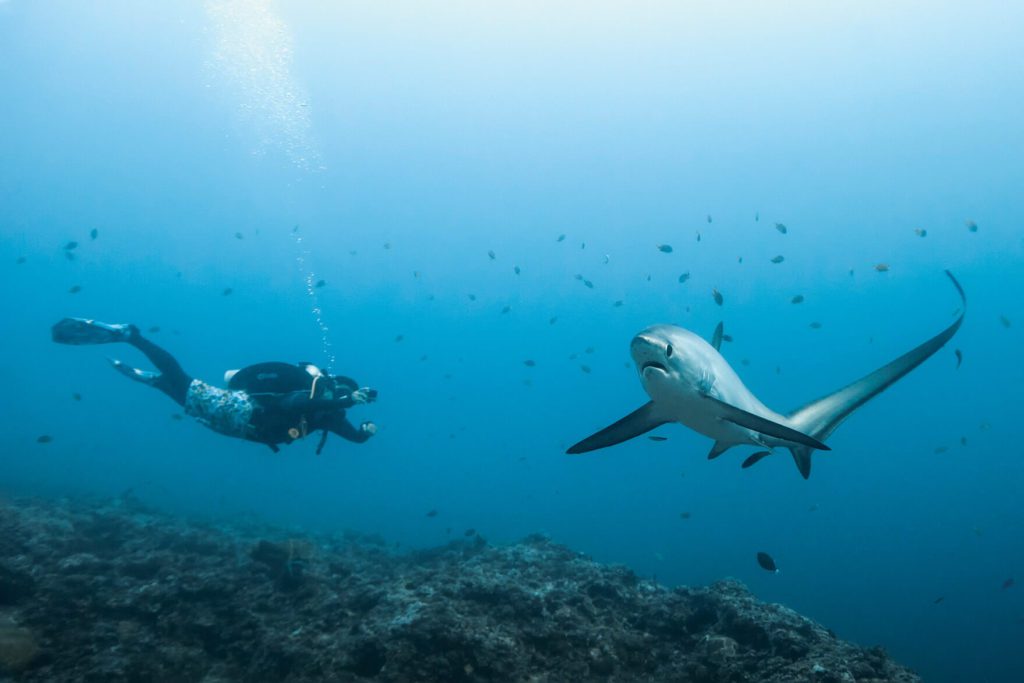 Malapascua Thresher Shark with Diver - Scuba Diving In The Philippines