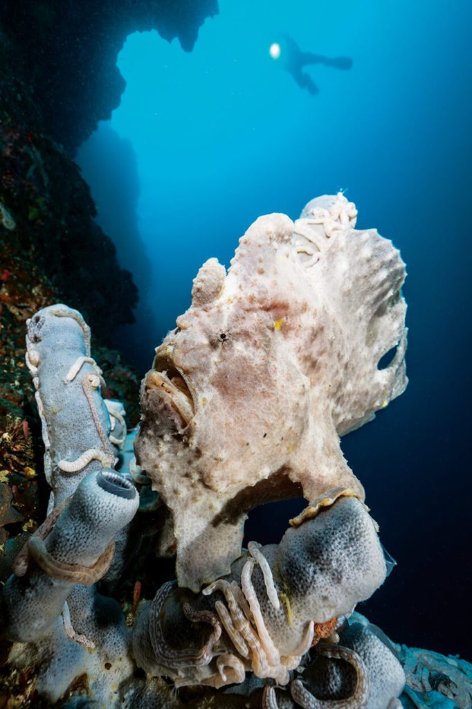 Moalboal Giant Frogfish Pescador - Scuba Diving In The Philippines