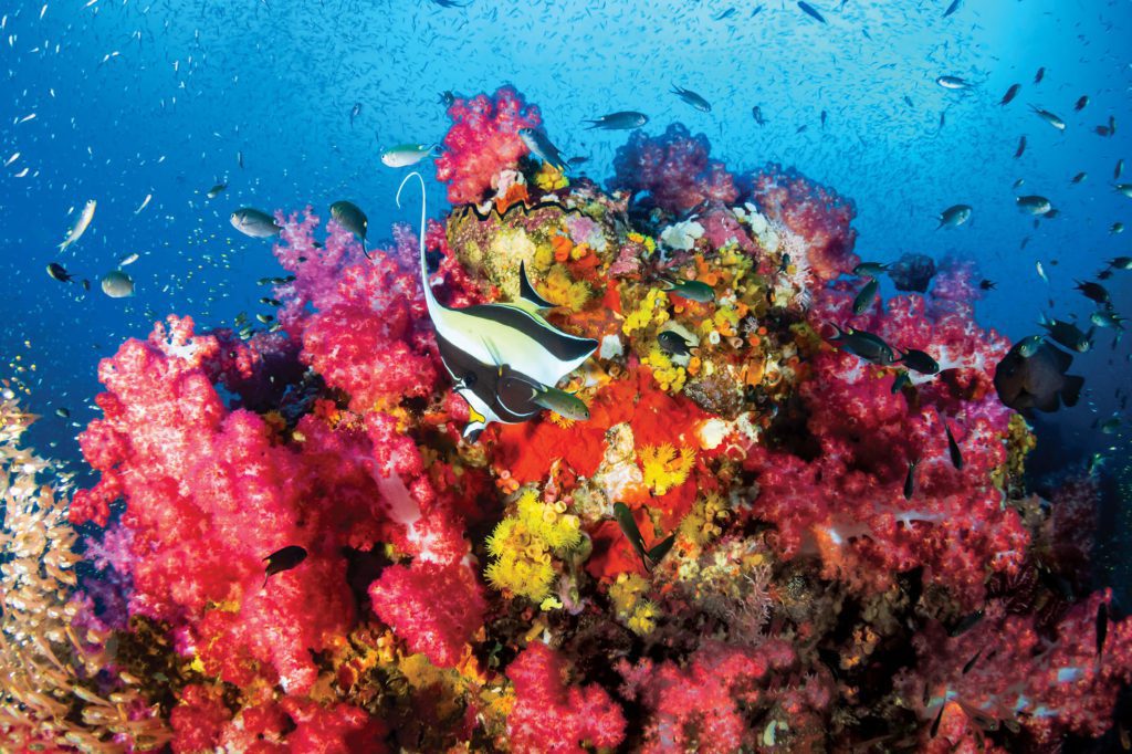 Richelieu Rock - Best Places For Scuba Diving In Phuket