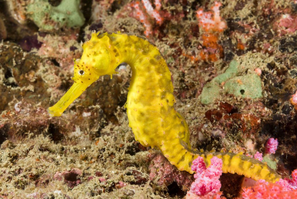 Diving the South Andaman Sea 4 Diving the South Andaman Sea