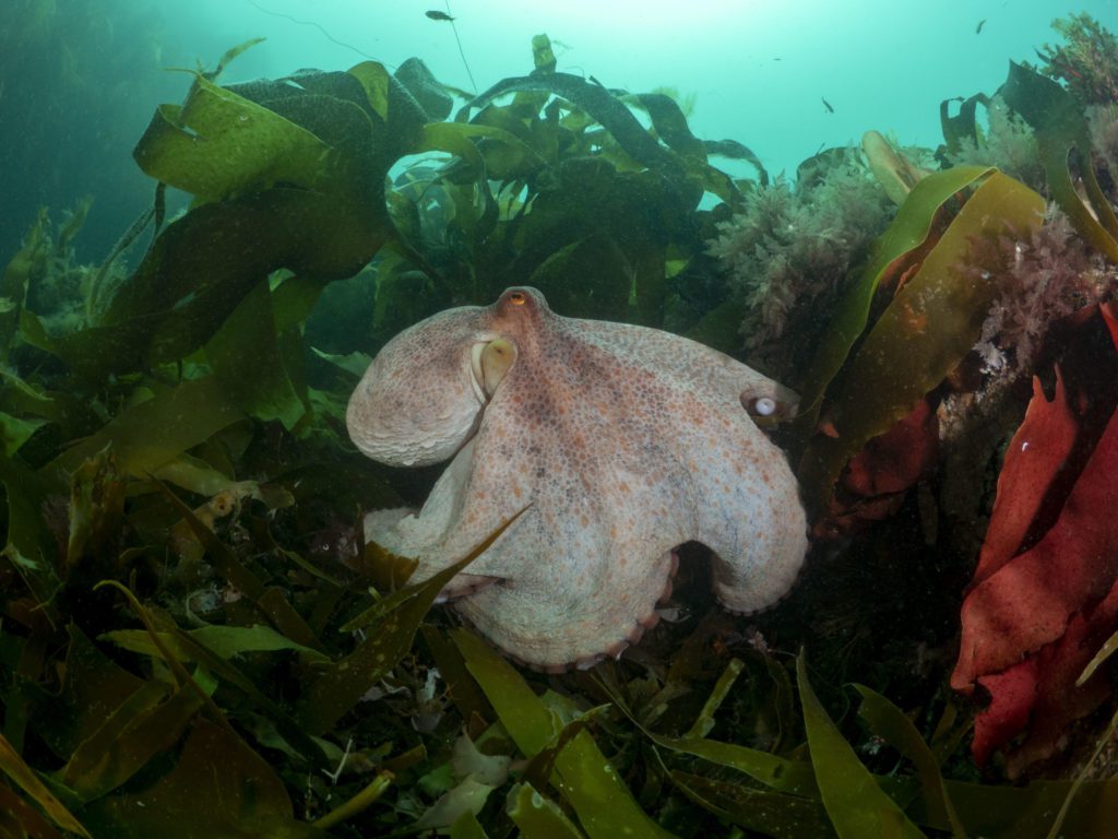 The large body of a common octopus