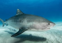 Tiger Shark - Scuba Diving In Fiji
