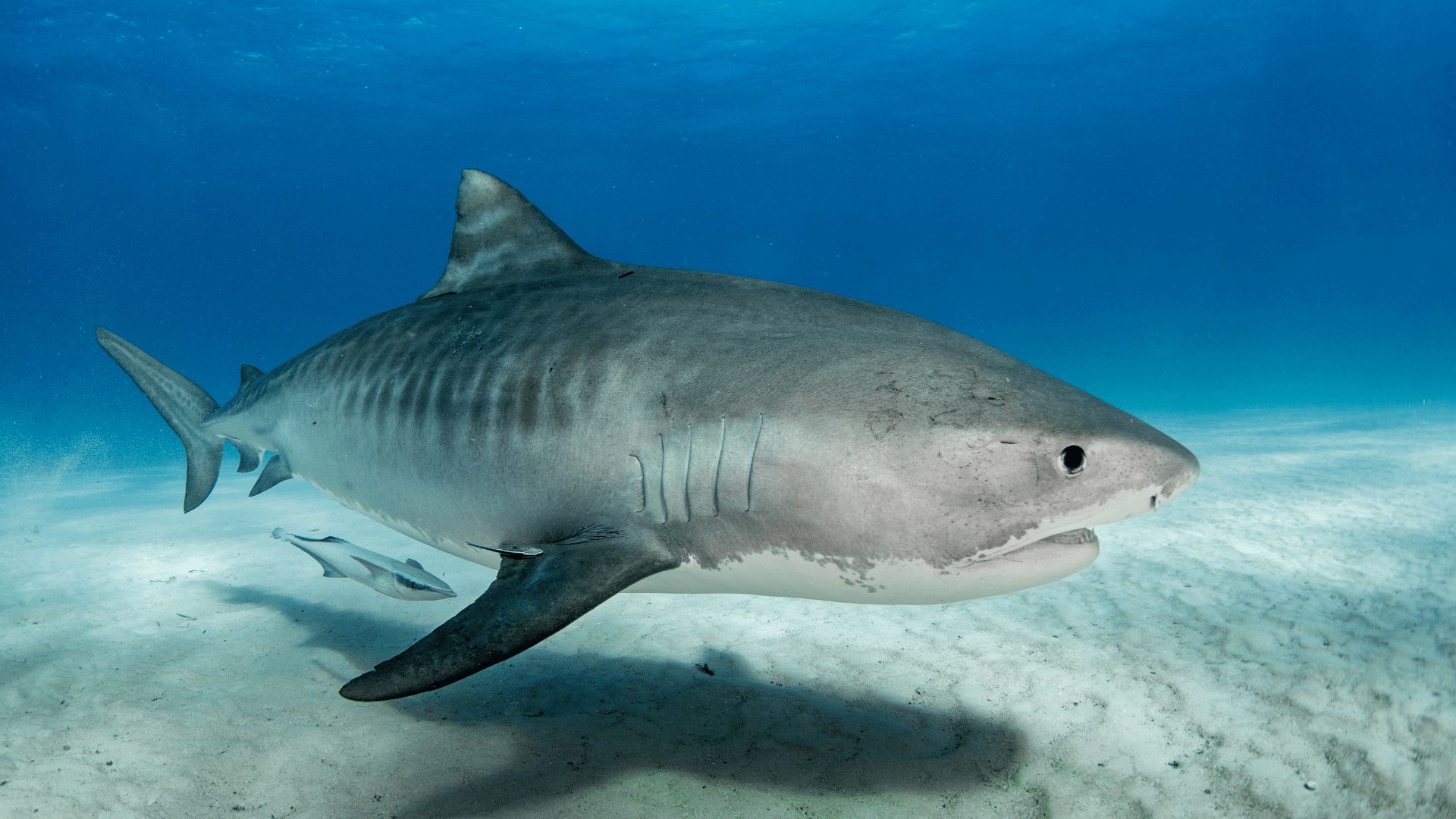 Snorkelling Swimming NOVELTY MUG Open Water Shark Jaws Scuba Diving Mugs 