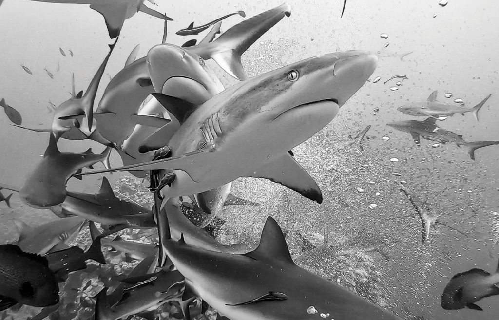Shark Frenzy - Mike Ball Dive Expeditions