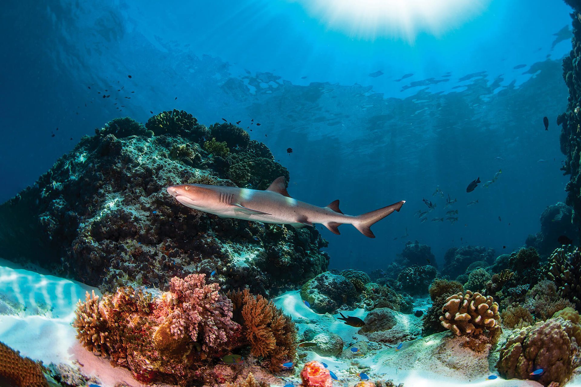 Tubbataha Whitetip Reef Shark - Scuba Diving In The Philippines