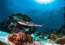 Tubbataha Whitetip Reef Shark - Scuba Diving In The Philippines