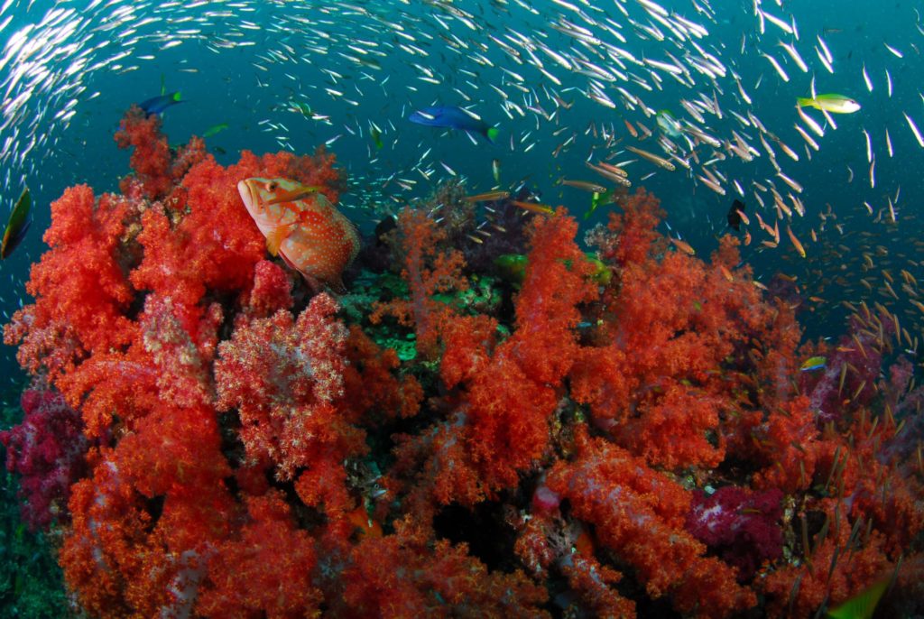 Diving the South Andaman Sea
