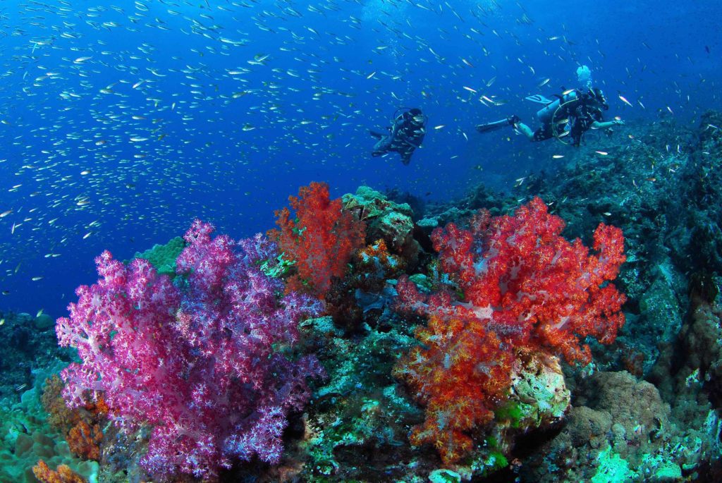 Diving the South Andaman Sea