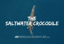 Raja Ampat Saltwater Crocodile