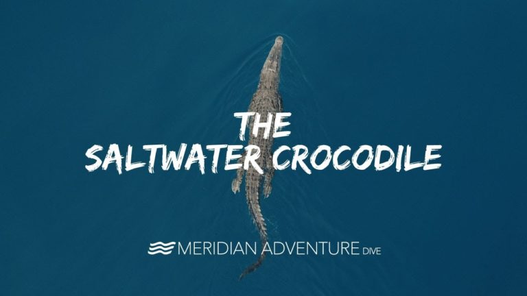 Raja Ampat Saltwater Crocodile