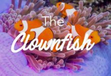 Amazing World of Clownfish