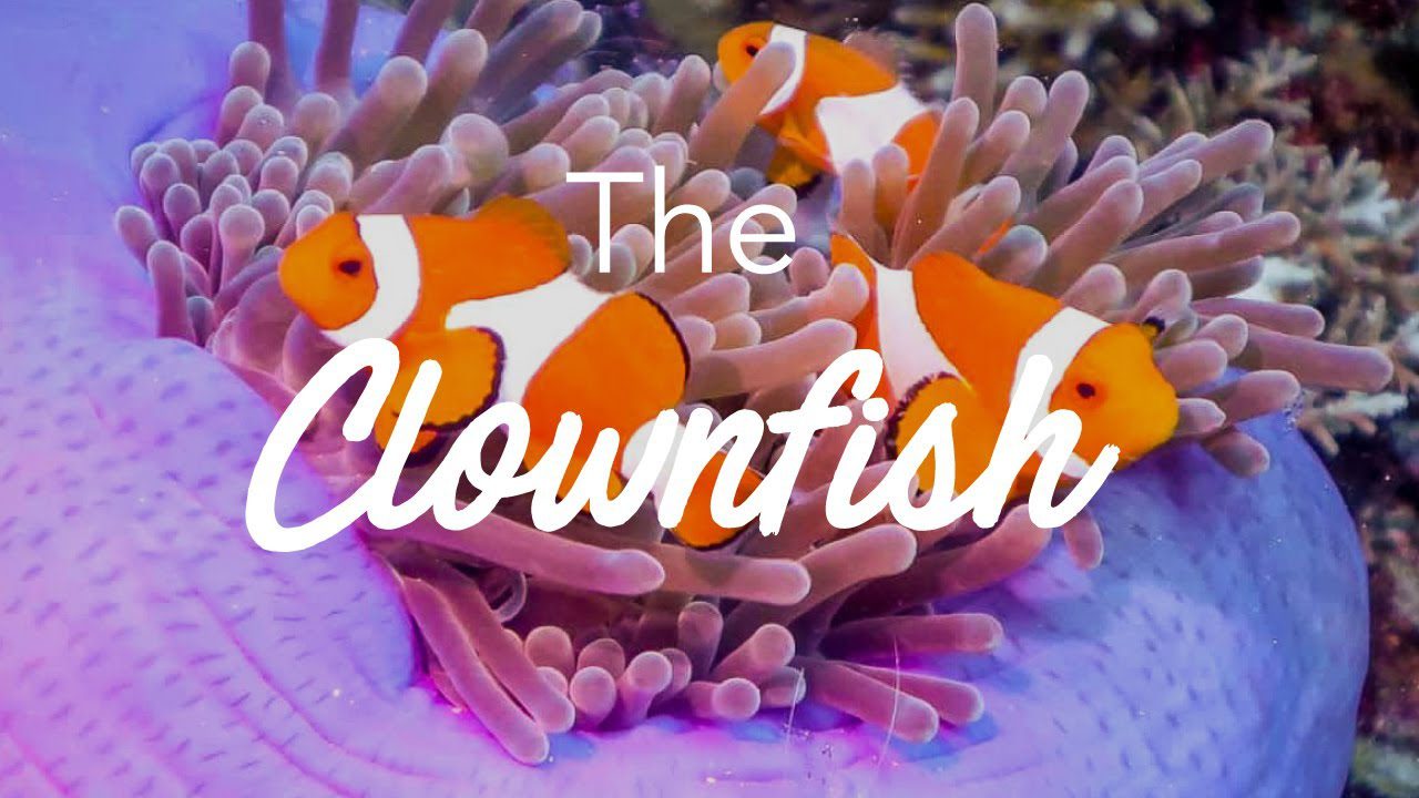 Amazing World of Clownfish