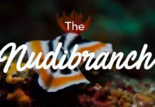 The Enigmatic Nudibranch