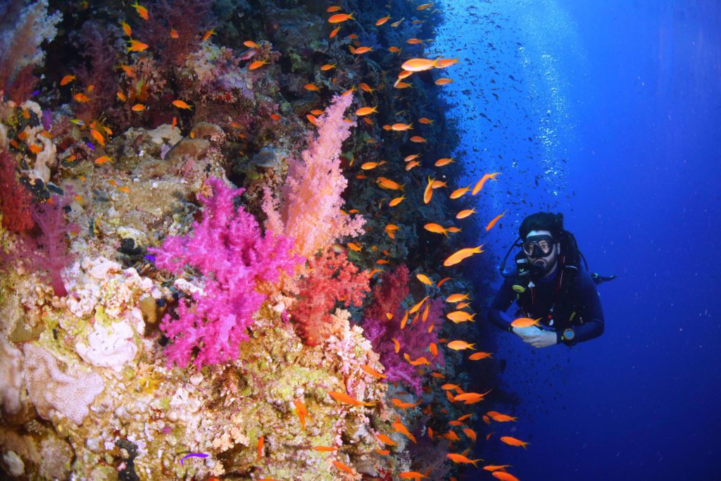 Red Sea Diving - Scuba Diving In The Middle East