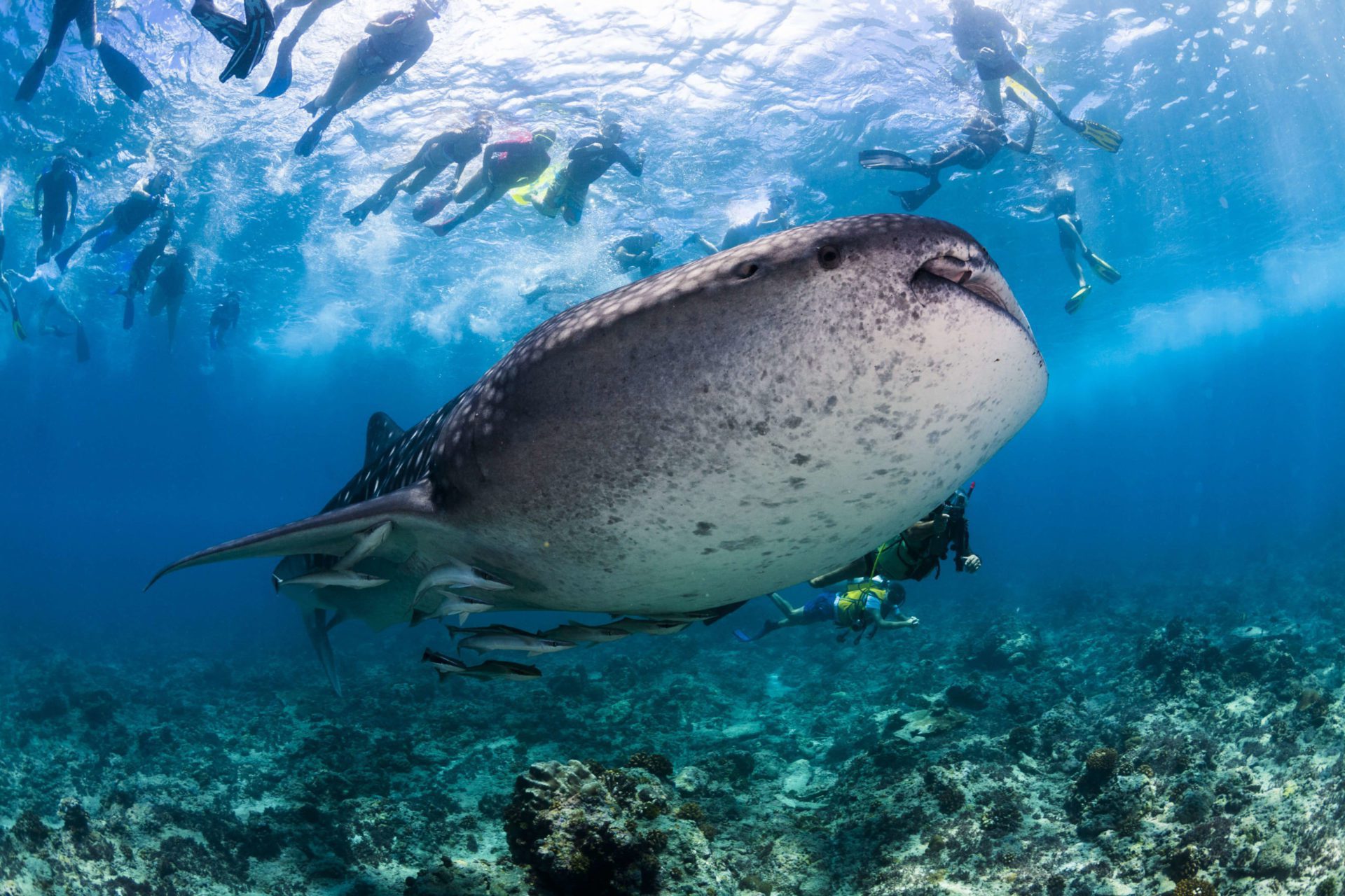 Scuba Diving The Indian Ocean