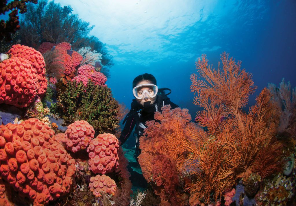 Diver on the reef - Meridian Adventure Dive Resort