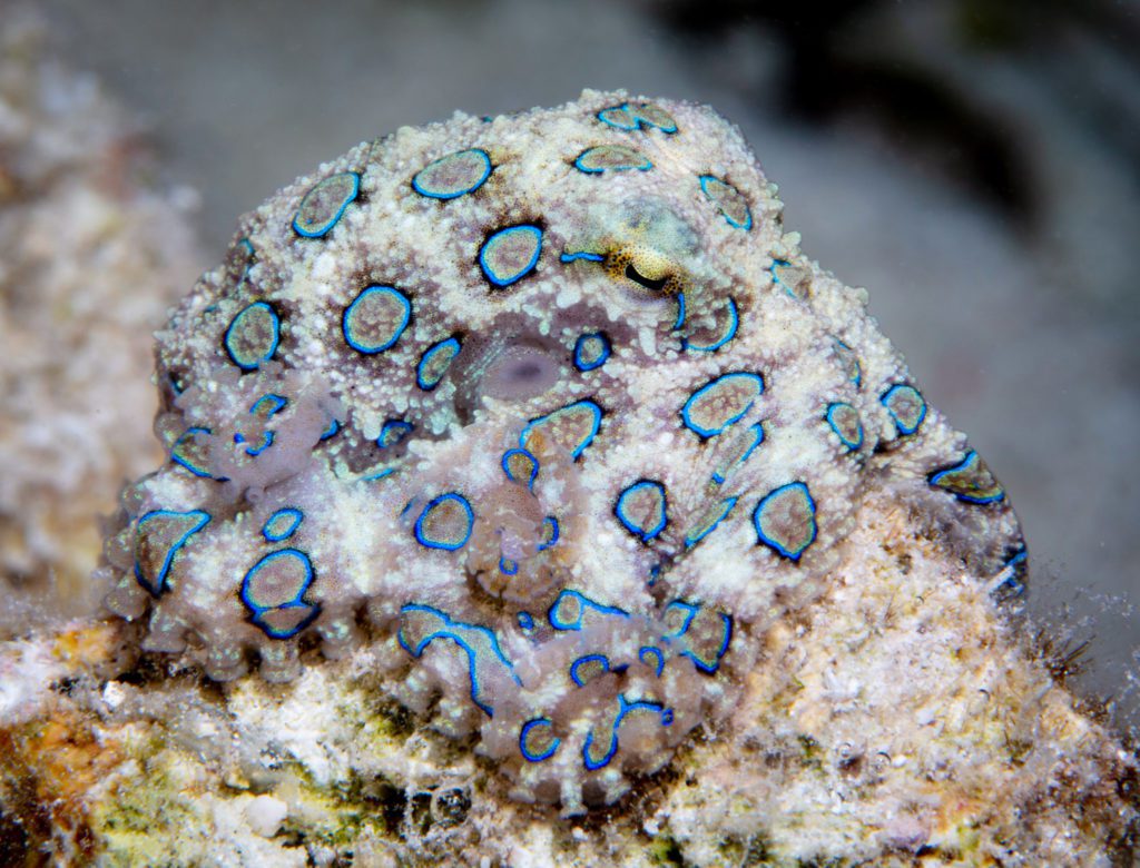 Pam Osborn explores Wakatobi's House Reef 2 Pam Osborn