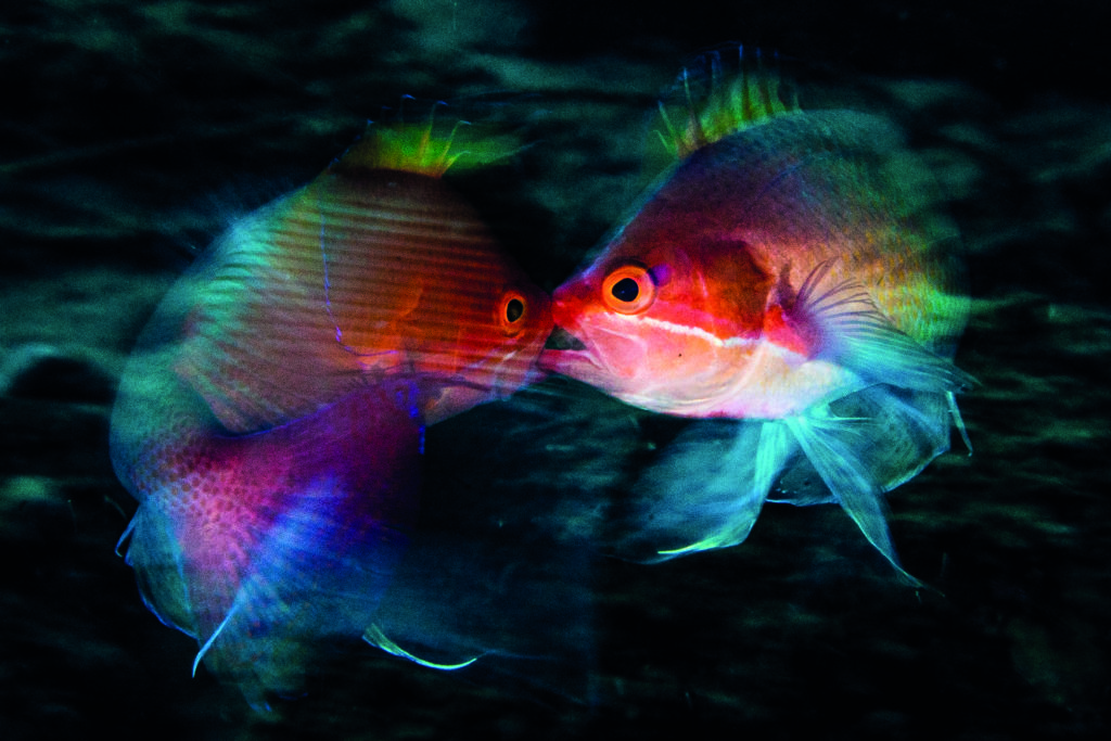 Anders Nyberg used a long exposure to reveal the movement in this fight between male anthias in Indonesia. 