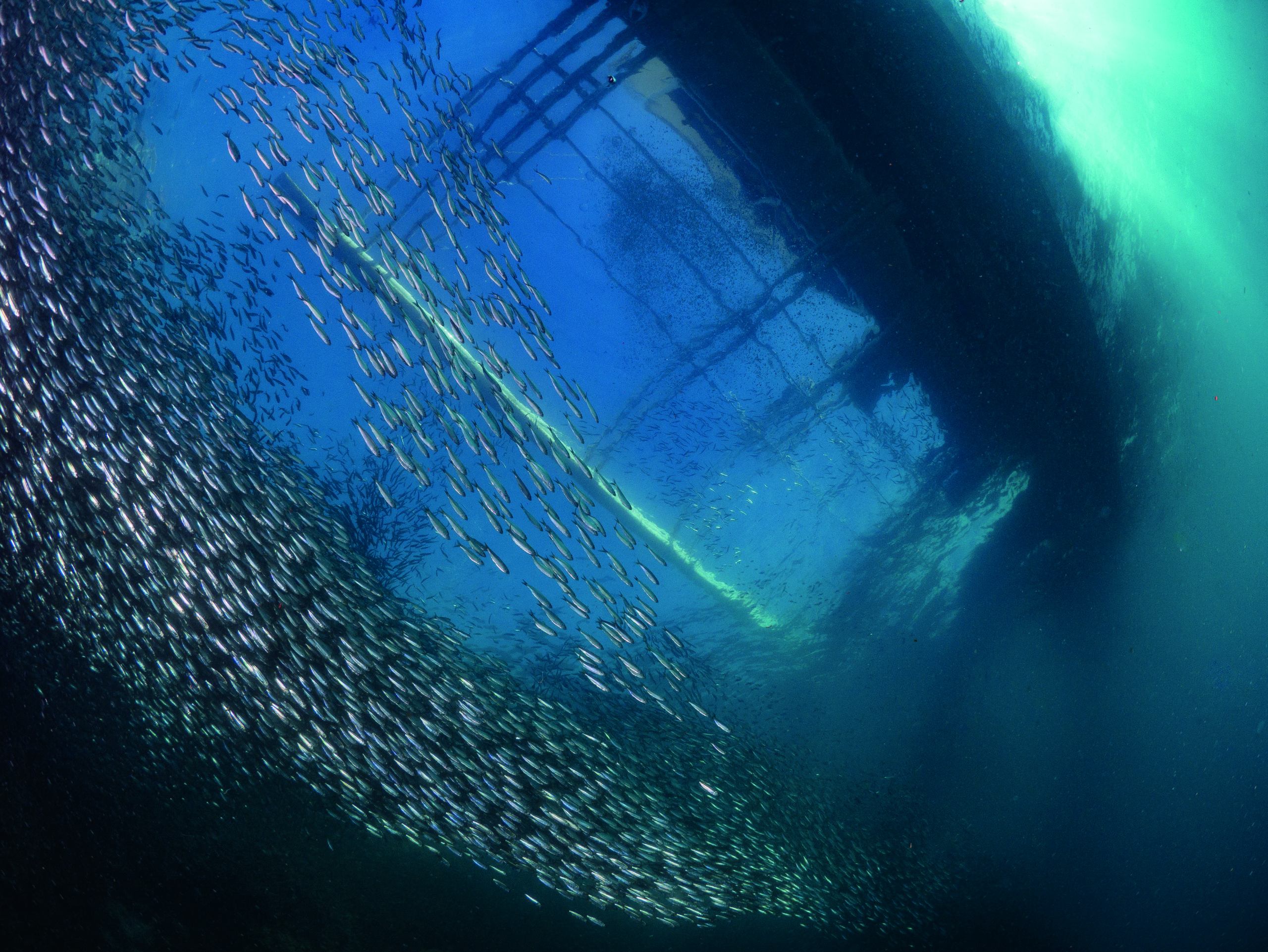 Different Ways Of Lighting Up Your Underwater Photographs 8 SardinesSwirl1FasterShutterspeed
