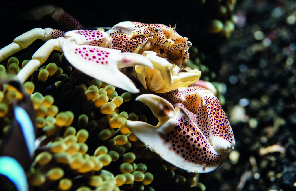 Porcelain crab – red catches the eye